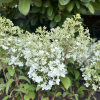 Hydrangea paniculata 'Little Alf' - Panicle hydrangea - Hydrangea paniculata 'Little Alf'