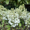 Hydrangea paniculata 'Little Alf' - Rispenhortensie - Hydrangea paniculata 'Little Alf'