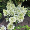 Hydrangea paniculata 'Little Alf' - Panicle hydrangea - Hydrangea paniculata 'Little Alf'
