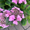 Hydrangea serrata 'Bluebird'  - Tellerhortensie - Hydrangea serrata 'Bluebird'