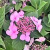 Hydrangea serrata 'Bluebird'  - Tellerhortensie - Hydrangea serrata 'Bluebird'