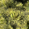 Abies concolor 'Wintergold' - White fir - Abies concolor 'Wintergold'