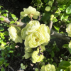Chaenomeles speciosa 'Kinshiden' - Flowering quince - Chaenomeles speciosa 'Kinshiden'