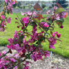 Malus 'Rudolph' - Crab apple ; ornamental apple - Malus 'Rudolph'