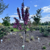 Malus 'Rudolph' - Crab apple ; ornamental apple - Malus 'Rudolph'