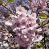 Prunus Accolade - Japanese Flowering Cherry - Prunus Accolade - Prunus serrulata Fugenzo