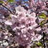 Prunus Accolade - Japanische Blütenkirsche ; japanische Zierkirsche - Prunus Accolade - Prunus serrulata Fugenzo