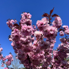 Prunus serrulata 'Royal Burgundy' - Japanische Blütenkirsche ; japanische Zierkirsche - Prunus serrulata 'Royal Burgundy'