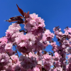 Prunus serrulata 'Royal Burgundy' - Japanische Blütenkirsche ; japanische Zierkirsche - Prunus serrulata 'Royal Burgundy'