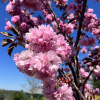 Prunus serrulata 'Royal Burgundy' - Japanese Flowering Cherry - Prunus serrulata 'Royal Burgundy'