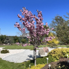 Prunus serrulata 'Royal Burgundy' - Japanese Flowering Cherry - Prunus serrulata 'Royal Burgundy'