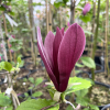 Black Bird - magnolia - Magnolia 'Black Bird'