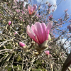 x loebneri 'Leonard Messel' - Loebner Magnolie - Magnolia x loebneri 'Leonard Messel'