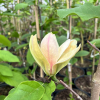 Sunsation - Magnolia Tree - Magnolia 'Sunsation'