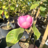 Sweet Valentine - Magnolie - Magnolia 'Sweet Valentine'