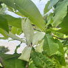 Magnolia tripetala- Магнолия трехлепестная - Magnolia tripetala