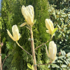 YELLOW RIVER - 'Fei Huang' - lilytree ; Yulan-Magnolia - Magnolia denudata 'Fei Huang' ; Magnolia denudata YELLOW RIVER