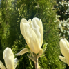 YELLOW RIVER - 'Fei Huang' - lilytree ; Yulan-Magnolia - Magnolia denudata 'Fei Huang' ; Magnolia denudata YELLOW RIVER