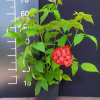 Rubus idaeus 'Magda' PBR - Himbeere - Rubus idaeus 'Magda'