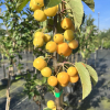 Malus 'Golden Hornet' - Zierapfel - Malus 'Golden Hornet'