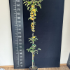 Malus 'Golden Hornet' - Zierapfel - Malus 'Golden Hornet'