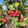 Malus 'Royalty' -  Crabapple ; ornamental apple - Malus 'Royalty'