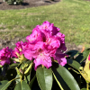 Bečov - różanecznik wielkokwiatowy - Rhododendron hybridum 'Bečov'