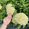 Hydrangea arborescens 'SMNHALR' LIME RICKEY PBR - Wald-Hortensie ;  Baum-Hortensie - Hydrangea arborescens 'SMNHALR' LIME RICKEY PBR