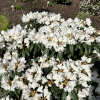 Aesthetica - Rhododendron smirnowii x bureavii - Rhododendron smirnowii x bureavii 'Aesthetica'