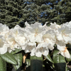 Aesthetica - Rhododendron smirnowii x bureavii - Rhododendron smirnowii x bureavii 'Aesthetica'