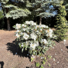 Foxy Lady - Rhododendron yakushimanum x hybridum - Rhododendron yakushimanum x hybridum 'Foxy Lady'