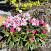 Ken Janeck - Rhododendron selekt degronianum ssp. yakushimanum - Ken Janeck - Rhododendron selekt degronianum ssp. yakushimanum