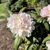 Ruth Davis - Rhododendron degronianum ssp. yakushimanum x degronianum ssp. heptamerum - Ruth Davis -  Rhododendron degronianum ssp. yakushimanum x degronianum ssp. heptamerum