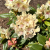 Fryderyk PBR - Rhododendron - Rhododendron hybridum 'Fryderyk' PBR