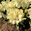 George Sand PBR - różanecznik wielkokwiatowy - Rhododendron hybridum 'George Sand' PBR