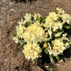 George Sand PBR - Rhododendron Hybride - Rhododendron hybridum 'George Sand' PBR