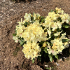 George Sand PBR - Rhododendron hybrid - Rhododendron hybridum 'George Sand' PBR