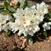 Polonez Chopina PBR - Rhododendron - Rhododendron hybridum 'Polonez Chopina' PBR