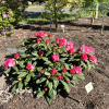 Belona - Рододендрон гибридный - Belona  - Rhododendron hybridum