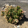 Peggy - Рододендрон гибридный - Rhododendron hybridum 'Peggy'
