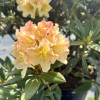 Profesor Scholz - Рододендрон гибридный - Rhododendron hybridum 'Profesor Scholz'