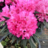 Rosa Perle - Рододендрон Якушиманский - Rosa Perle - Rhododendron makinoi