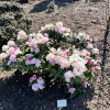 Silberwolke - Рододендрон Якушиманский - Silberwolke - Rhododendron yakushimanum