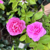 Louise Odier - Climbing Rose - Rosa Louise Odier