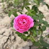 Louise Odier - Schlingrose - Rosa Louise Odier