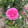 Louise Odier - Climbing Rose - Rosa Louise Odier