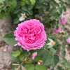 Louise Odier - Schlingrose - Rosa Louise Odier