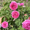 Louise Odier - Schlingrose - Rosa Louise Odier