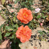 Westerland - Parkrose - Rosa Westerland