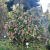 Pieris japonica 'Dorothy Wyckoff' - Pieris japonica 'Dorothy Wyckoff'